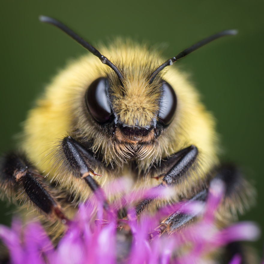 These Portraits Of Insects Will Make You Look At Them In A Whole New Light!