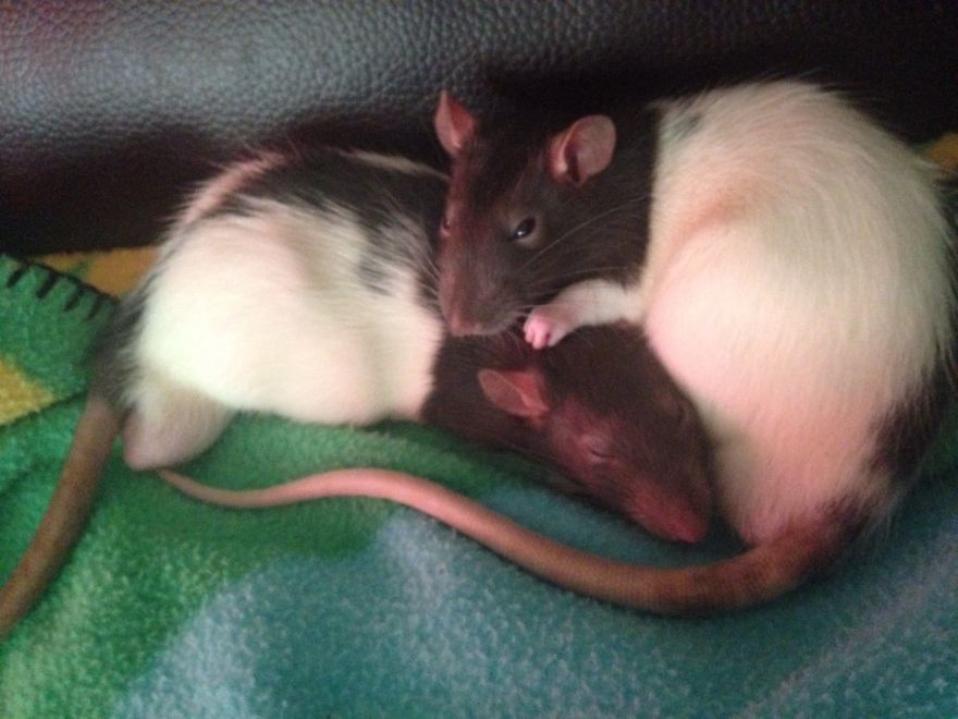 Rat Brothers In Arms ..rex And Otis...