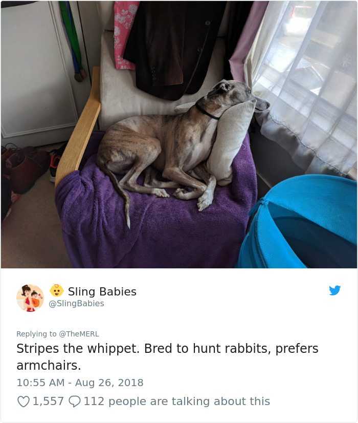 Failed-Working-Dog-Story-Twitter