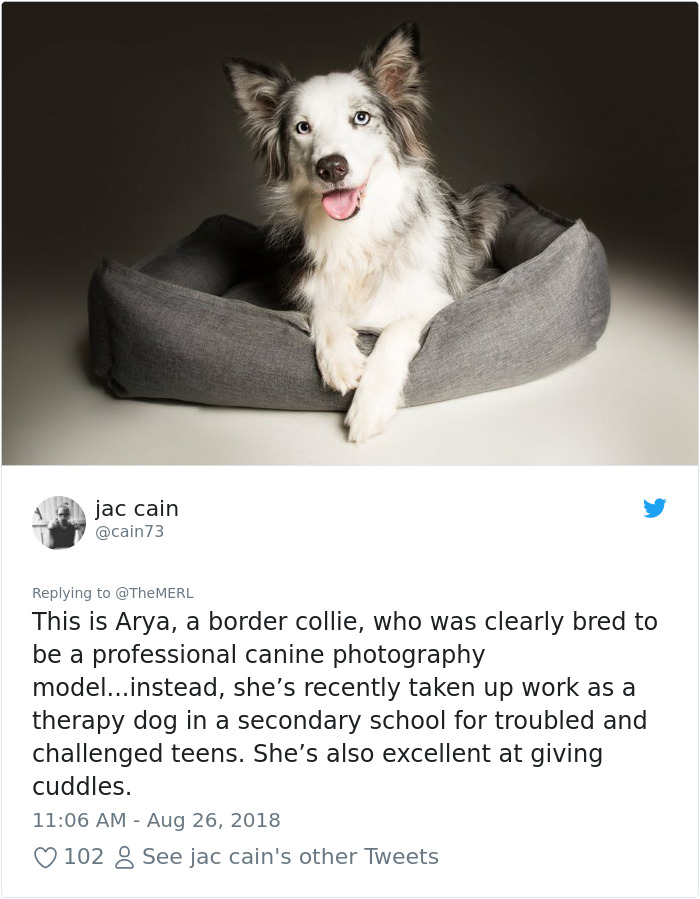 Failed-Working-Dog-Story-Twitter