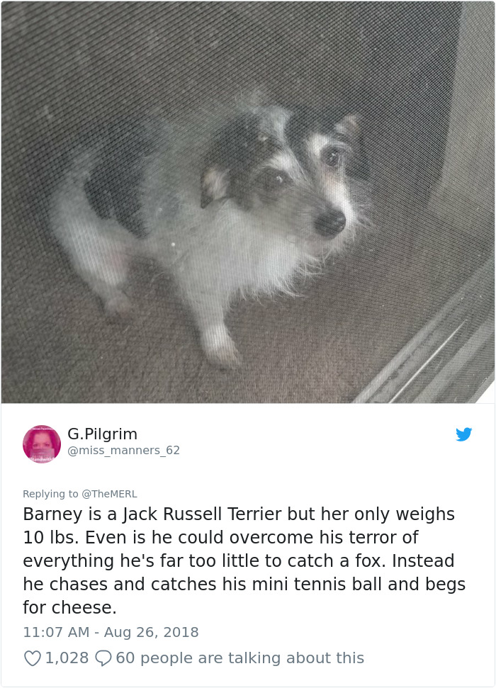 Failed-Working-Dog-Story-Twitter