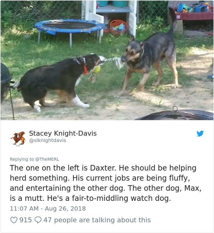 Failed-Working-Dog-Story-Twitter