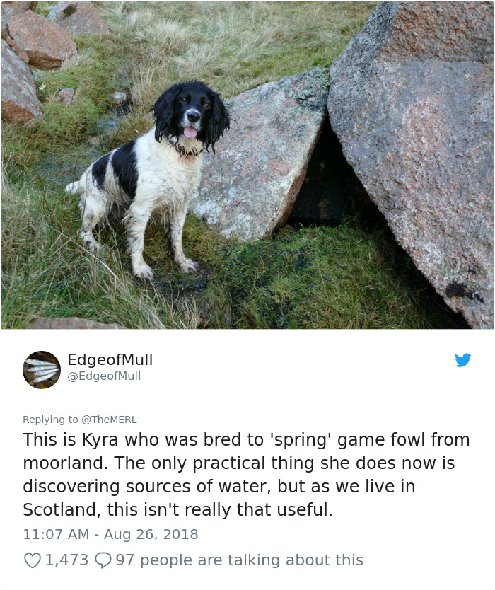 Failed-Working-Dog-Story-Twitter