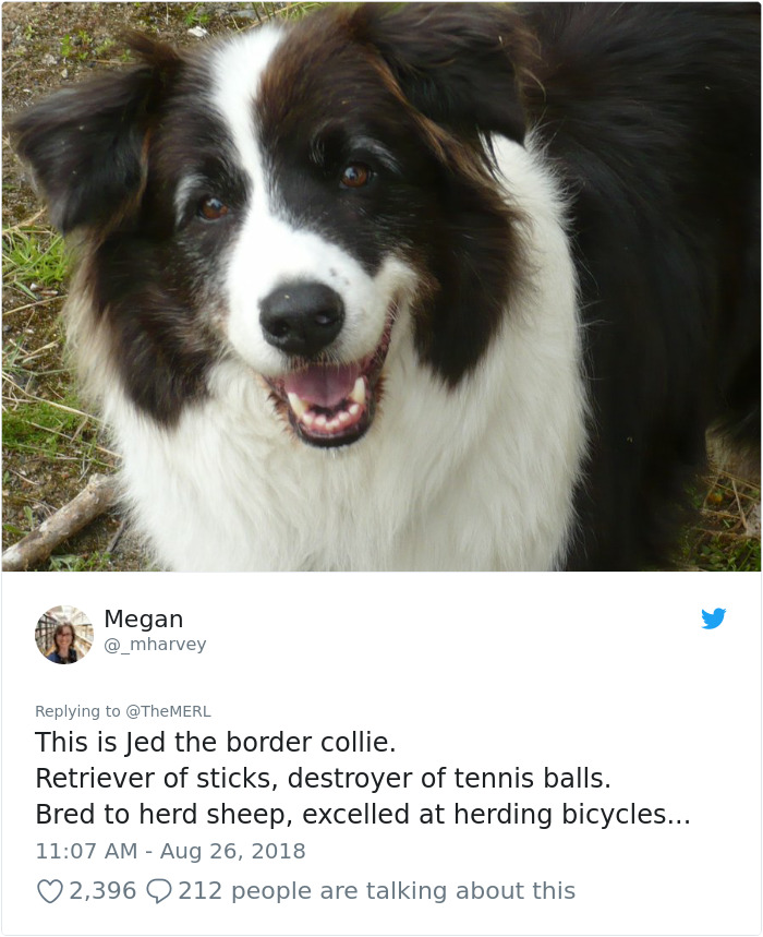 Failed-Working-Dog-Story-Twitter