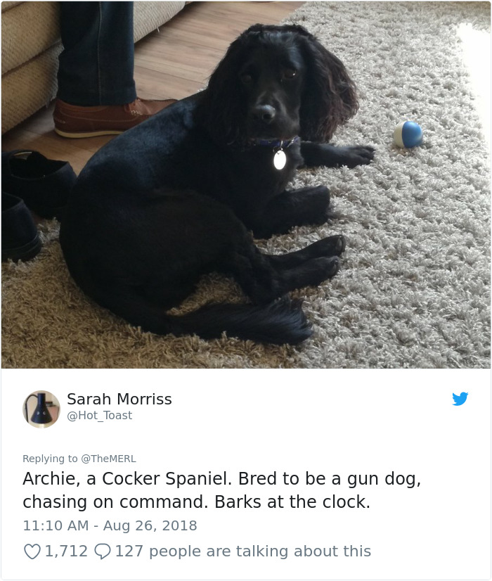 Failed-Working-Dog-Story-Twitter
