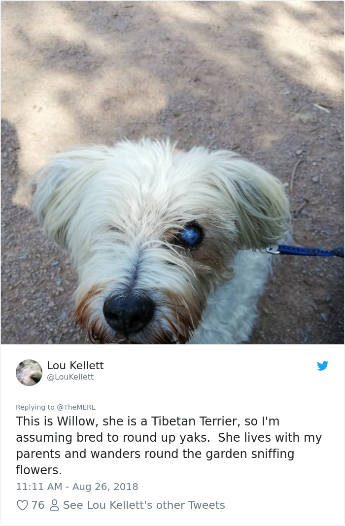 Failed-Working-Dog-Story-Twitter