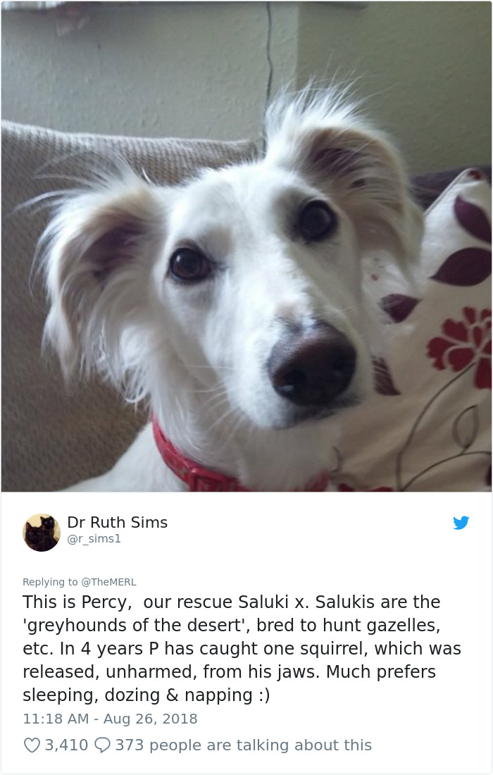 Failed-Working-Dog-Story-Twitter