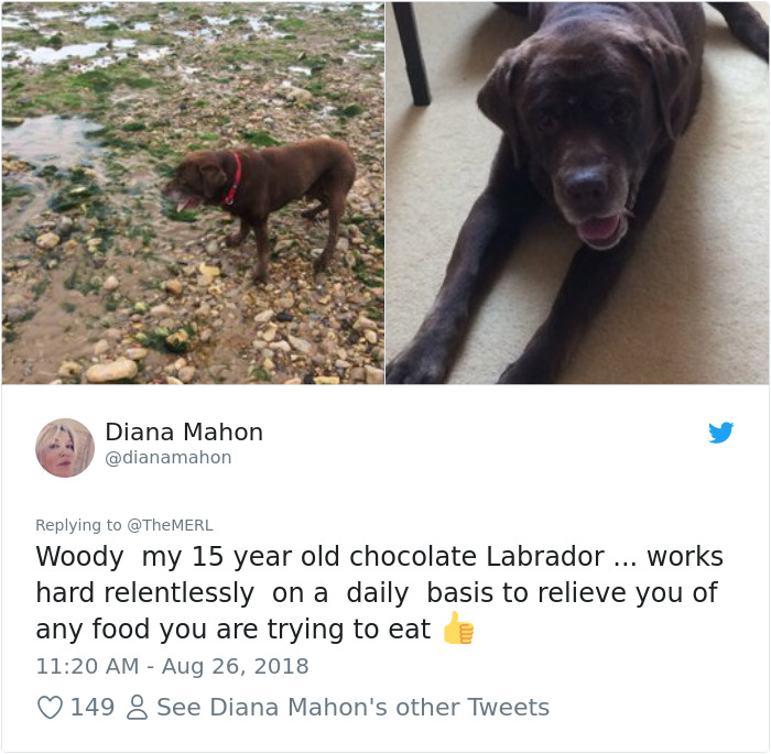 Failed-Working-Dog-Story-Twitter