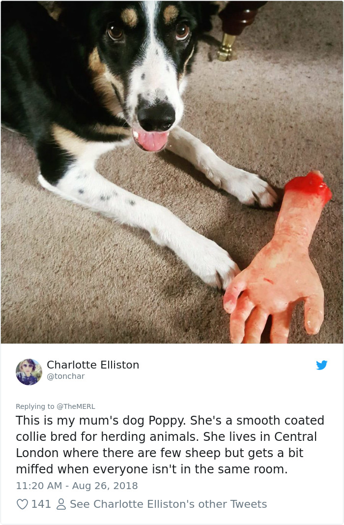 Failed-Working-Dog-Story-Twitter