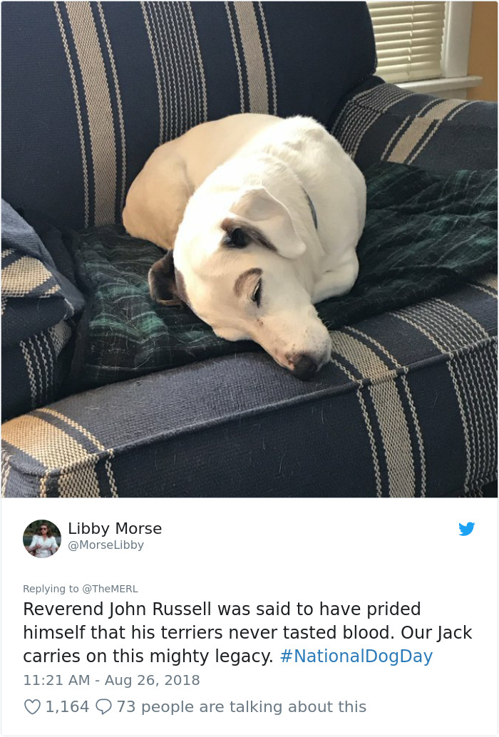 Failed-Working-Dog-Story-Twitter