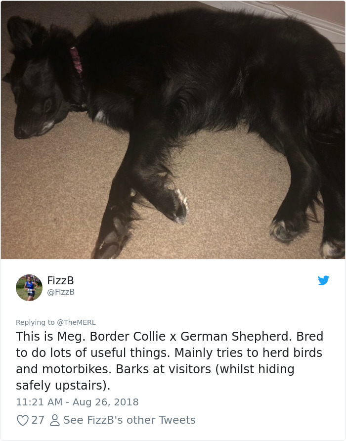 Failed-Working-Dog-Story-Twitter