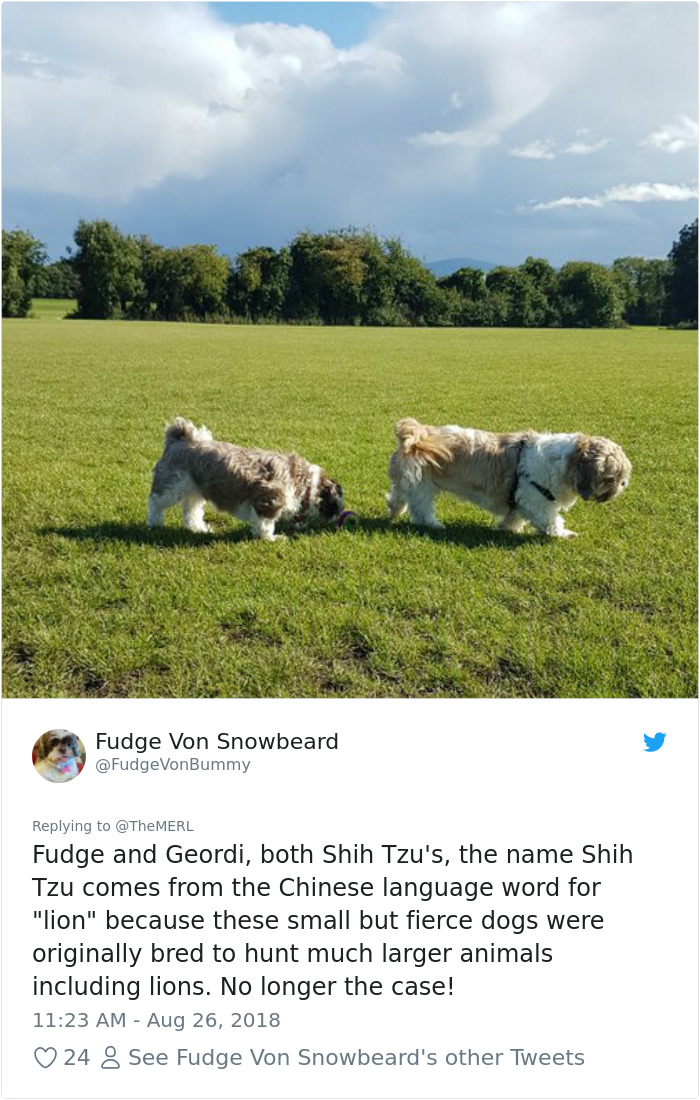 Failed-Working-Dog-Story-Twitter