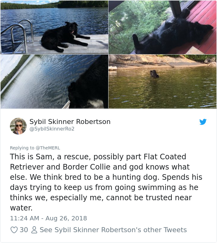 Failed-Working-Dog-Story-Twitter