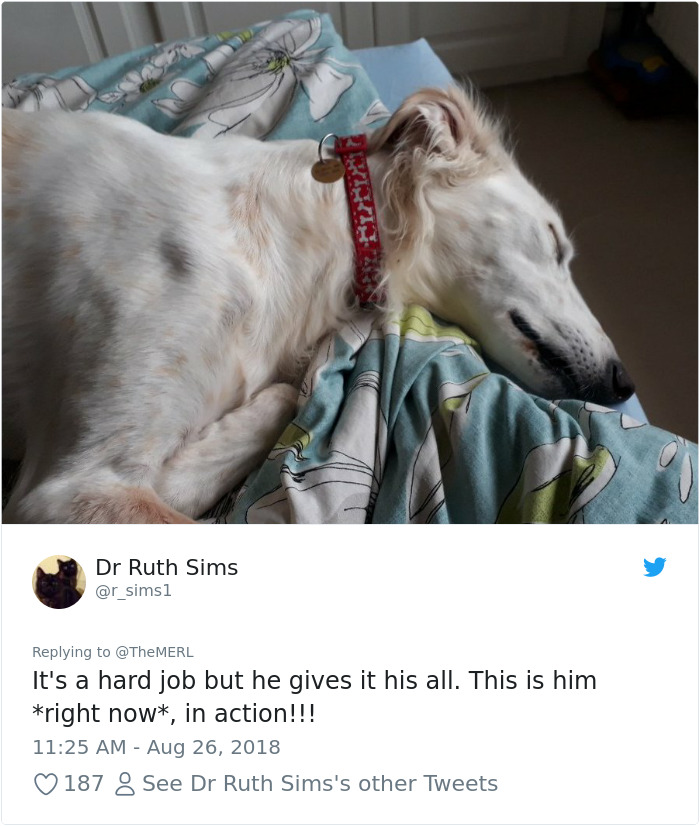 Failed-Working-Dog-Story-Twitter