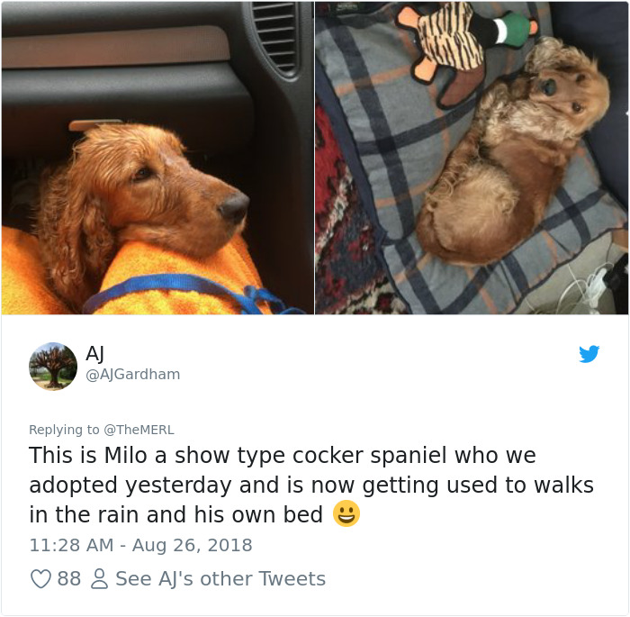 Failed-Working-Dog-Story-Twitter