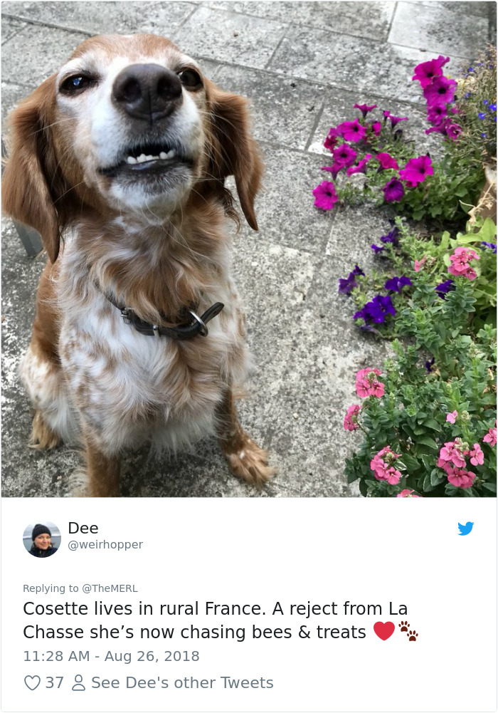 Failed-Working-Dog-Story-Twitter