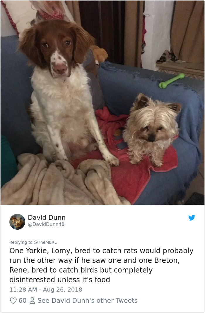 Failed-Working-Dog-Story-Twitter