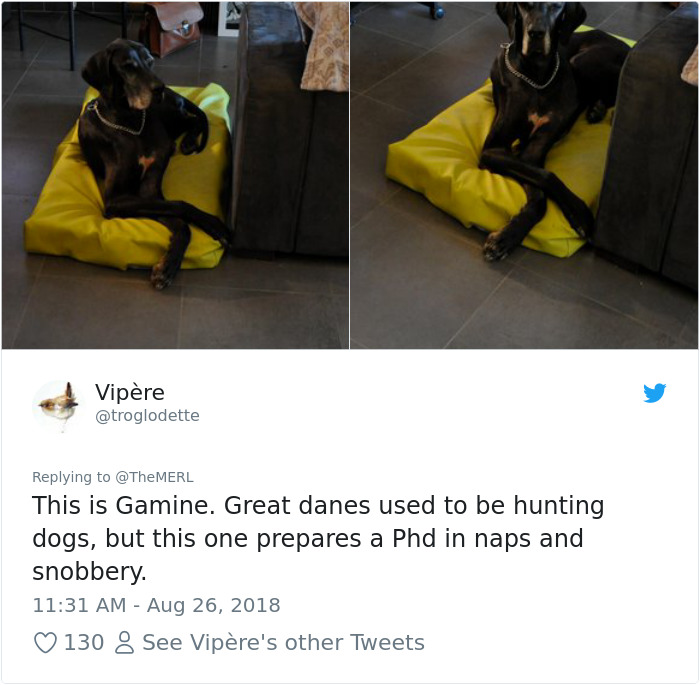 Failed-Working-Dog-Story-Twitter