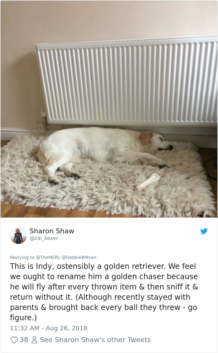 Failed-Working-Dog-Story-Twitter