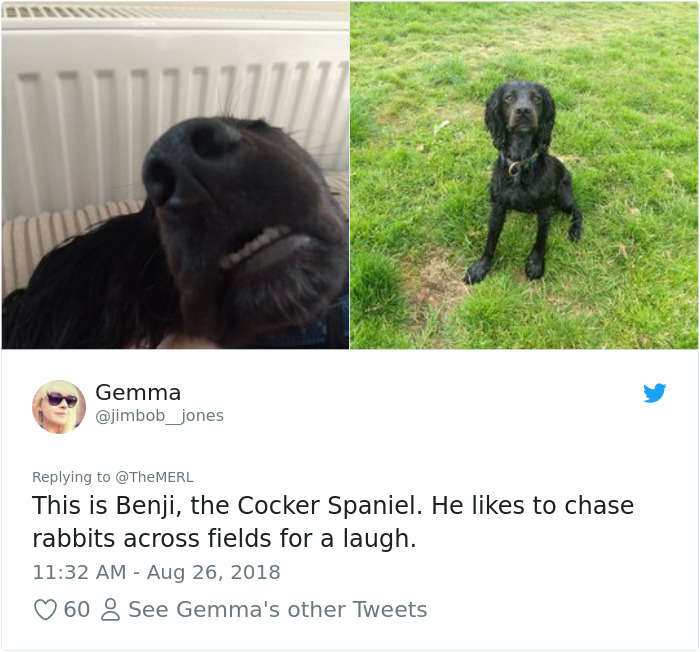Failed-Working-Dog-Story-Twitter