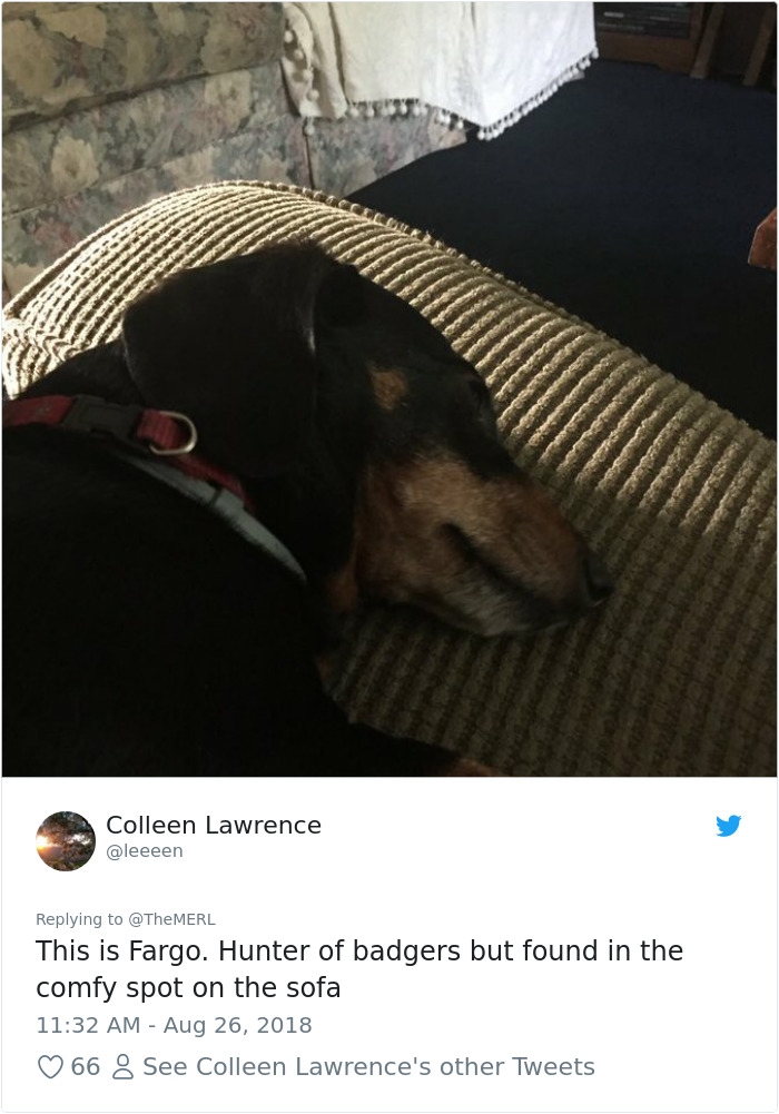 Failed-Working-Dog-Story-Twitter