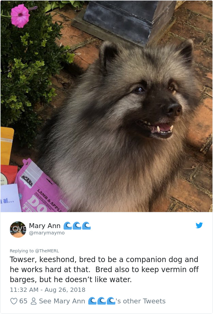 Failed-Working-Dog-Story-Twitter