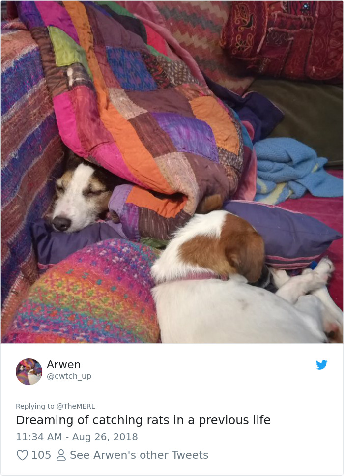 Failed-Working-Dog-Story-Twitter