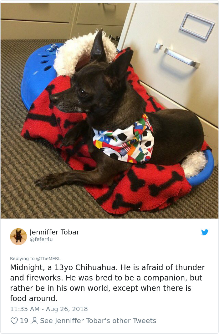 Failed-Working-Dog-Story-Twitter