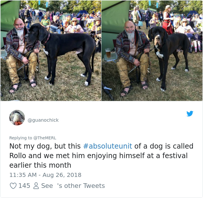 Failed-Working-Dog-Story-Twitter