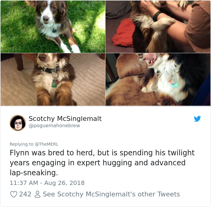 Failed-Working-Dog-Story-Twitter