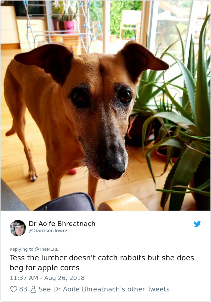 Failed-Working-Dog-Story-Twitter