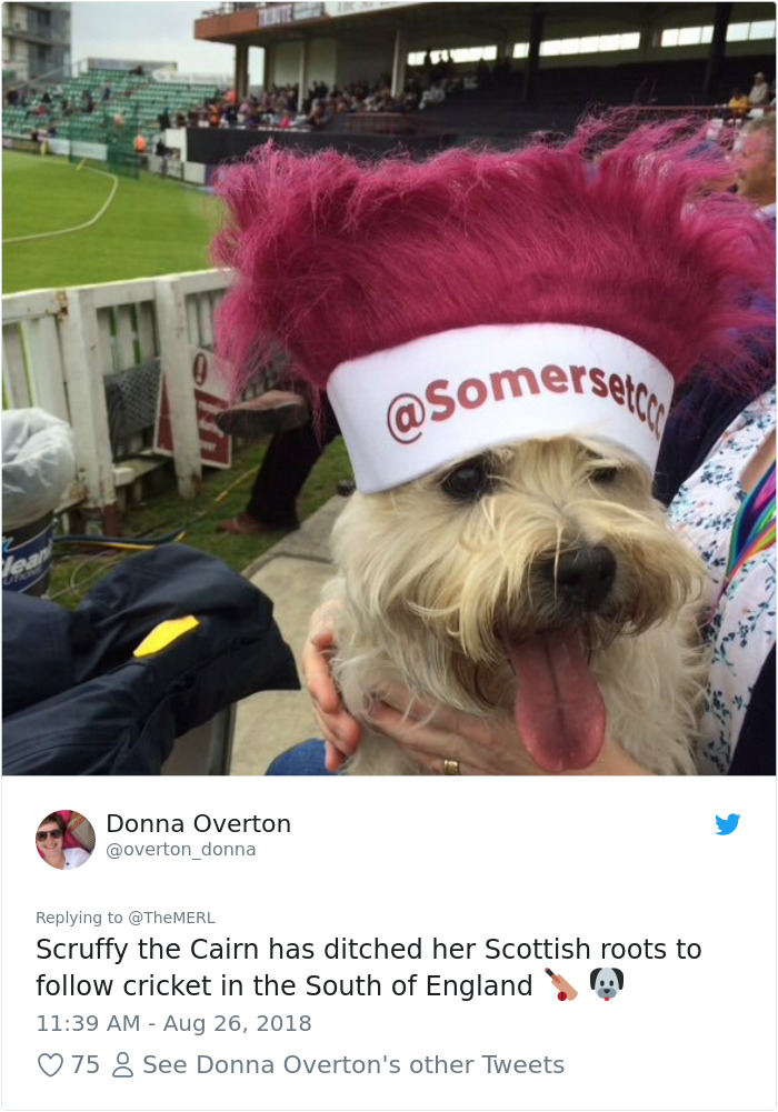 Failed-Working-Dog-Story-Twitter