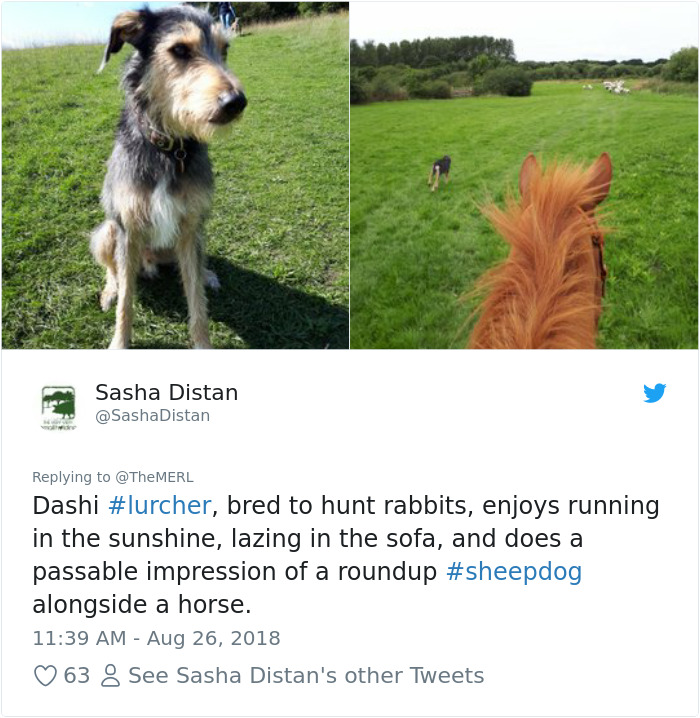 Failed-Working-Dog-Story-Twitter