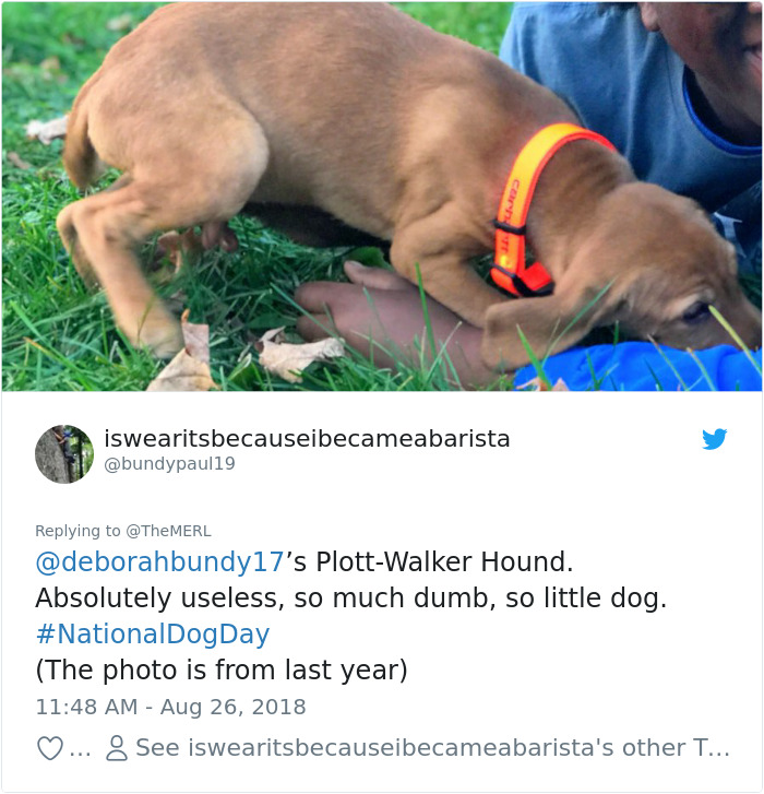 Failed-Working-Dog-Story-Twitter