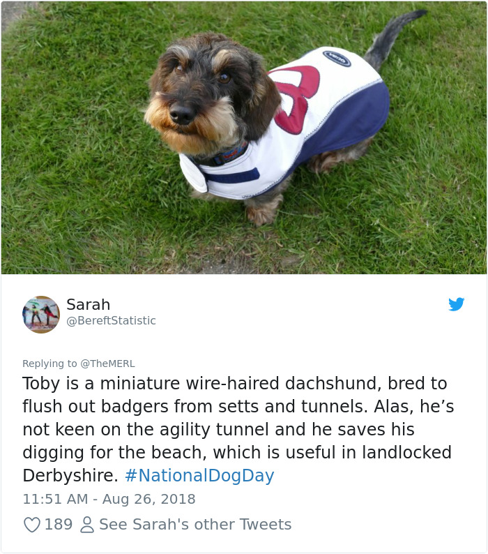 Failed-Working-Dog-Story-Twitter