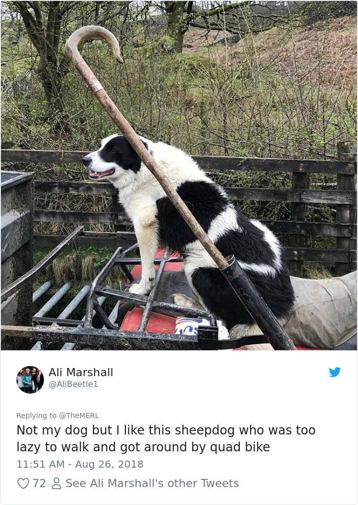 Failed-Working-Dog-Story-Twitter