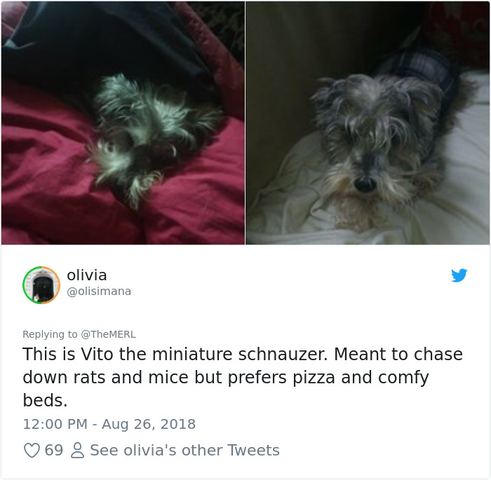 Failed-Working-Dog-Story-Twitter