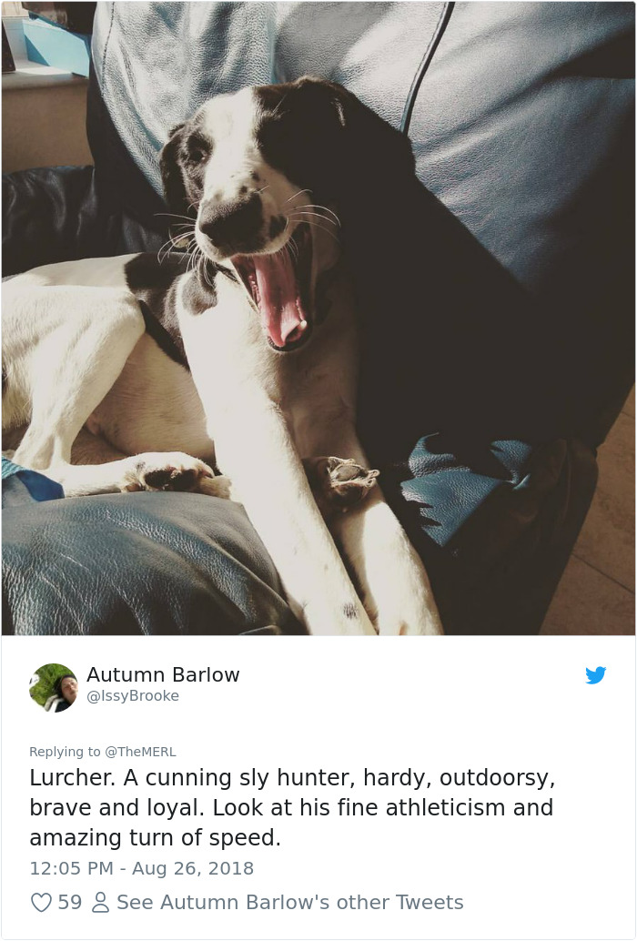 Failed-Working-Dog-Story-Twitter