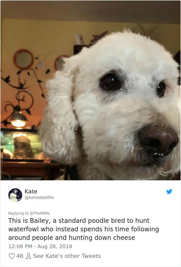 Failed-Working-Dog-Story-Twitter