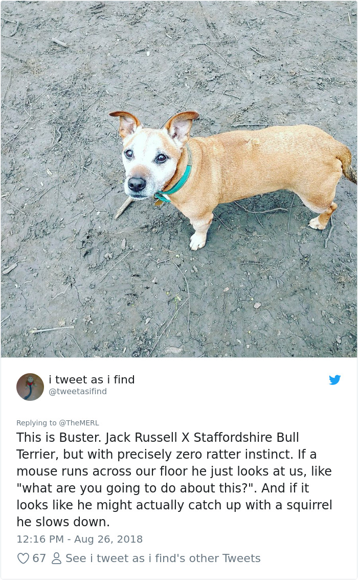 Failed-Working-Dog-Story-Twitter