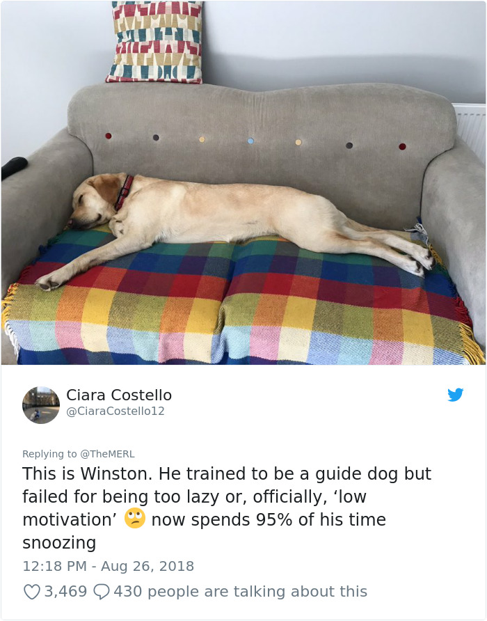 Failed-Working-Dog-Story-Twitter