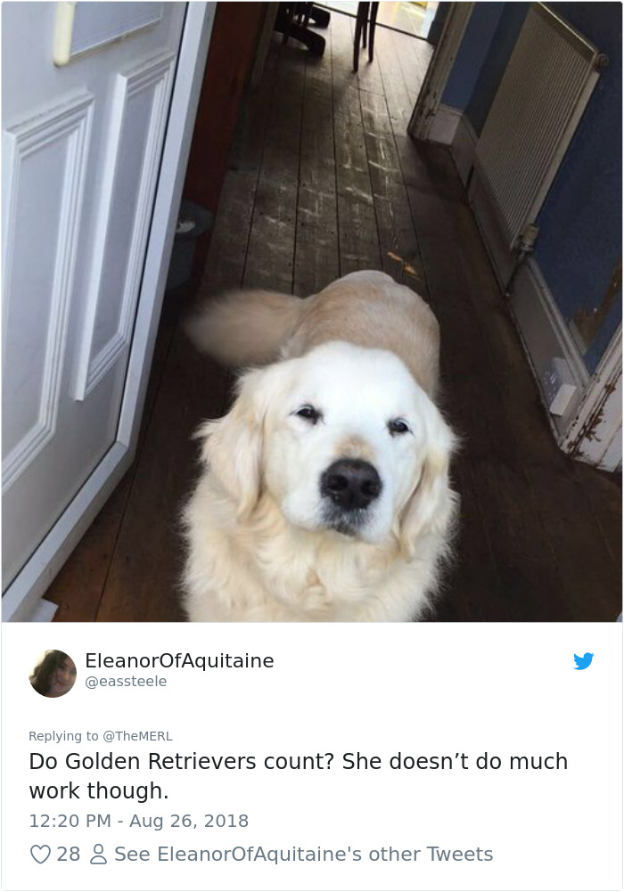 Failed-Working-Dog-Story-Twitter