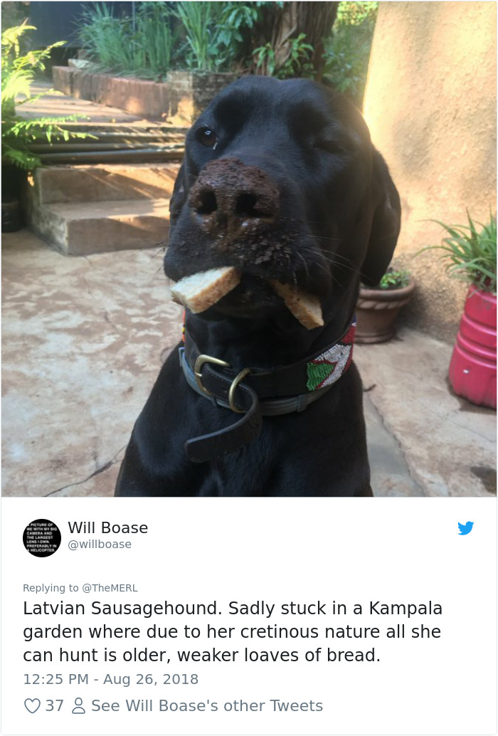 Failed-Working-Dog-Story-Twitter