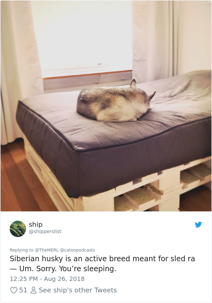 Failed-Working-Dog-Story-Twitter