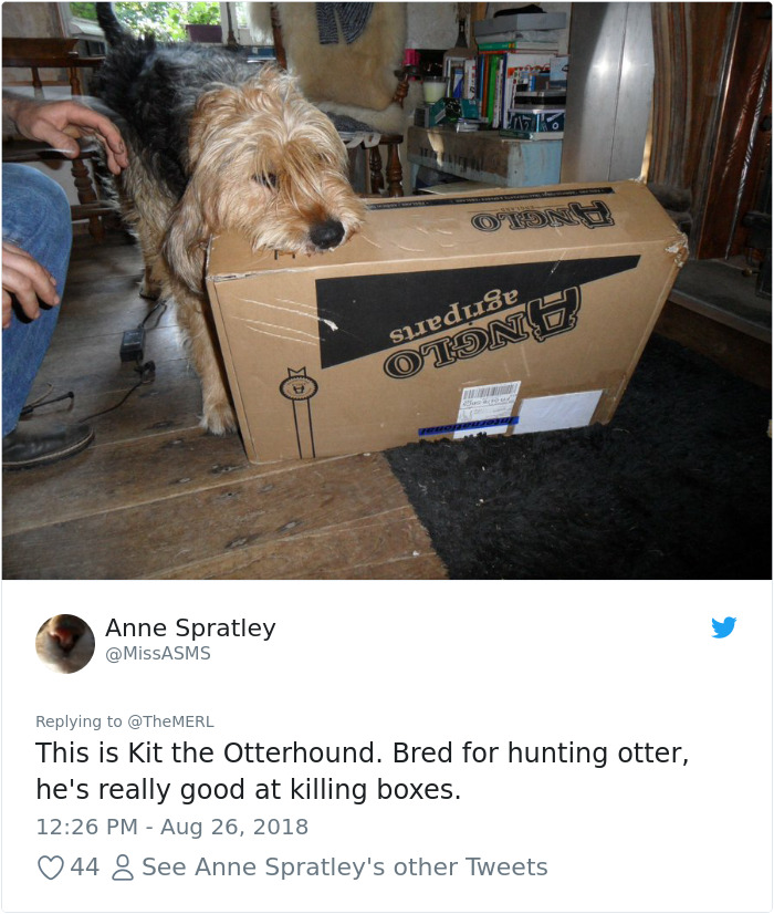 Failed-Working-Dog-Story-Twitter