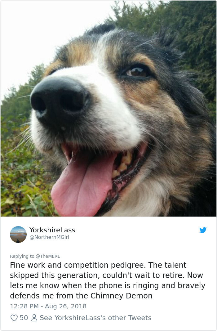 Failed-Working-Dog-Story-Twitter