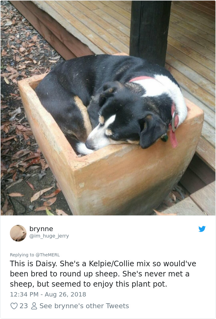 Failed-Working-Dog-Story-Twitter