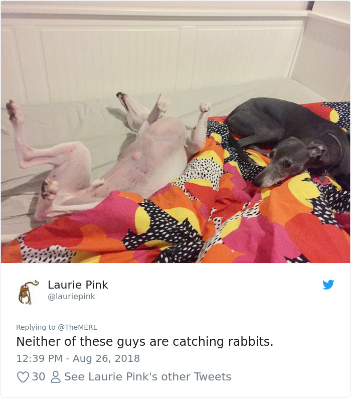 Failed-Working-Dog-Story-Twitter