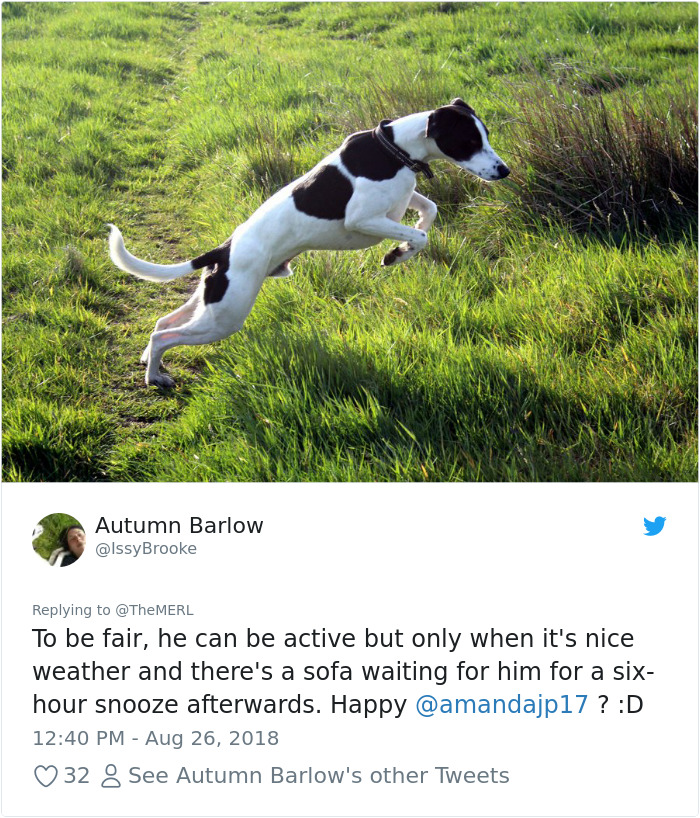 Failed-Working-Dog-Story-Twitter