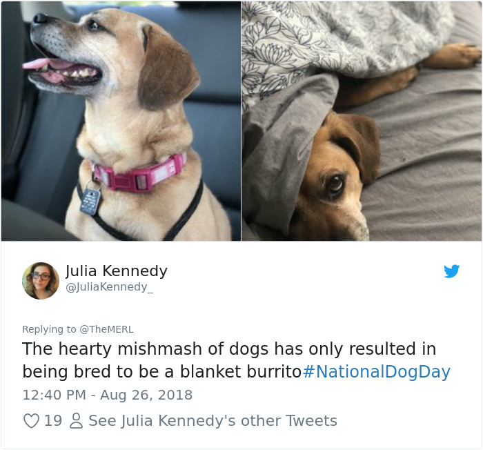Failed-Working-Dog-Story-Twitter